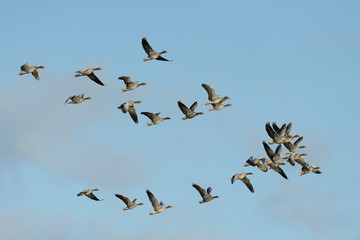 Flock of Greylag Geese, Anser anser, Germany, Europe