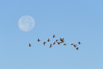 Flock of White-fronted Geese at Full Moon, Anser albifrons, Mecklenburg-Western Pomerania, Germany, Europe