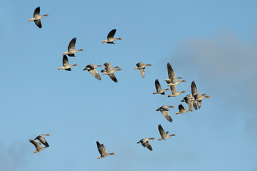 Flock of Greylag Geese, Anser anser, Germany, Europe