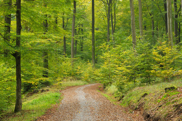 Fototapeta premium Beech Forest in Autumn, Nature Park, Spessart, Bavaria, Germany, Europe