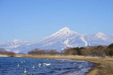 冬の磐梯山と猪苗代湖と白鳥と © 宇野 泰武