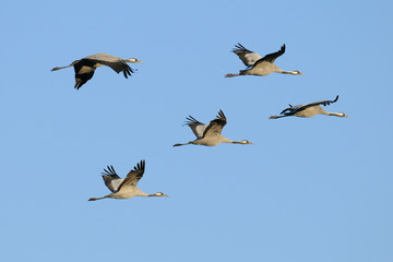 Common cranes, Grus grus, Germany, Europe