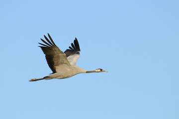 Common crane, Grus grus, Germany, Europe