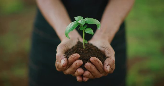 Hands holding a basil plant seedling with beautiful sunset light, concept of new growth and sustainable agriculture, environmental health, caring for mother earth, green movement