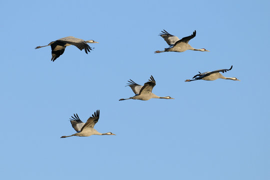 Common cranes, Grus grus, Germany, Europe