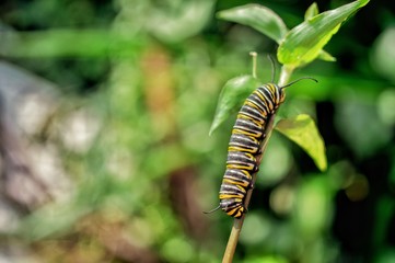 monarch caterpillar