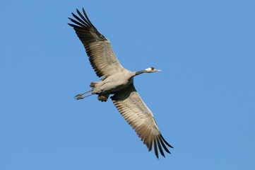 Common crane, Grus grus, Germany, Europe