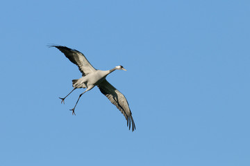 Common crane, Grus grus, Germany, Europe