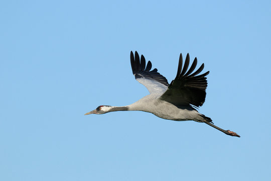 Common crane, Grus grus, Germany, Europe