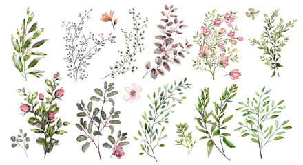 Watercolor illustration.  Botanical collection. A set of wild and garden herbs. Flowers, leaves,...