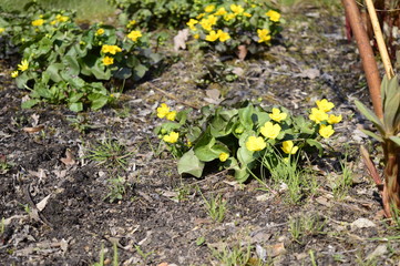 Closeup caltha palustris with blurred background on bank pond