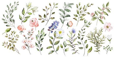 Watercolor illustration. Botanical collection. Set of wild and garden flowers, leaves, twigs and other natural elements. All drawings isolated on white background.