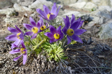 Closeup early violet toxic spring flowers of pulsatilla patens with blurred backgroung in spring scenery