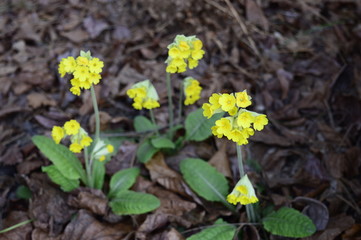 Closeup yellow primula veris with blurred background in spring garden
