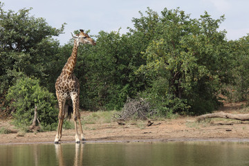 Obraz premium Giraffe / Giraffe / Giraffa Camelopardalis