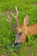 Killed roebuck on meadow, Germany, Europe