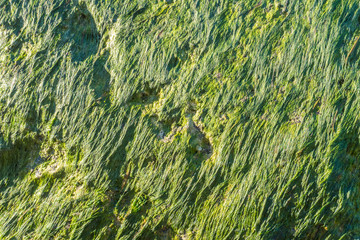 Seaweed on the rocks. Beautiful abstract background of sea grass.