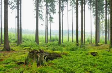 Obraz premium Spruce forest, Natural regeneration, Germany, Europe