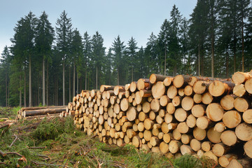Felled spruces, Germany, Europe