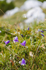 Bluebell flowers on a mountainside in the Alps.