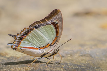 Close up a beauty Plain Nawab butterfly feeding on the ground with nature blurred background.