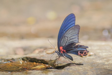 Fototapeta na wymiar Close up a Great Mormon butterfly (Papilio memnon agenor) feeding on wet rock with colorful blue wings and black-red spot.