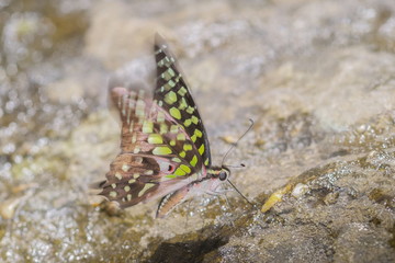 Close-up Tailed Jay (Graphium agamemnon) butterfly feeding on wet rock, beautiful apple-green spots wing with nature blurred background.