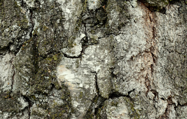 Natural texture background, tree bark from old growth birch.