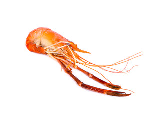 Shrimp isolated on white background.