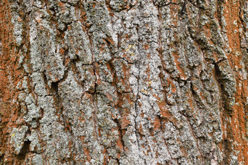 Natural texture background, tree bark from old growth birch.