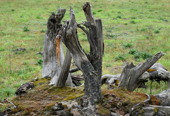 Fabulous forms of old stumps.Dry stump on green grass background.