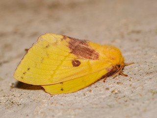 Top view of Pine-Tree Yellow Moth resting on the ground.