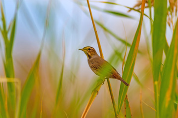 Cute bird. Colorful natural background. Bird: Common bird Bluethroat. Luscinia svecica.