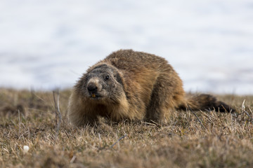 marmots in front of their burrows and in the snow