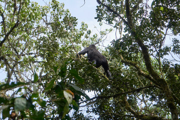 Mountain Gorilla at Bwindi Impenetrable Forest, Uganda