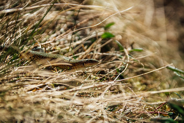 Small little brown lizard in grass, Czech republic