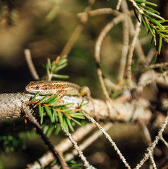 Small little brown lizard on tree trunk, Czech republic