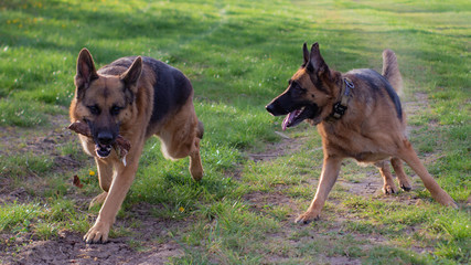 Schäferhunde beim spielen // German Shepherd playing