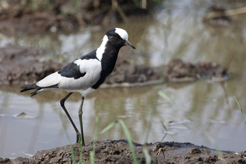 Waffenkiebitz / Blacksmith plover / Vanellus armatus
