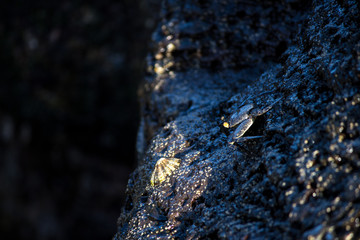 Krabbe am Fels in Brandung