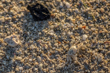 Krabbe getarnt im Sand