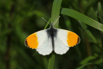 Obraz premium A newly emerged male Orange-tip Butterfly (Anthocharis cardamines) perched on a blade of grass.