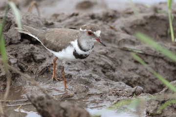 Dreibandregenpfeifer / Three-banded plover or Three-banded sandplover / Charadrius tricollaris