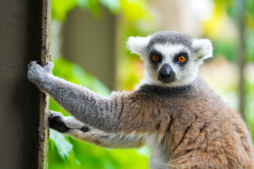 Ring tailed lemur | Lemur catta climbing on the fence in nature habitat on Phu Quoc island, Vietnam