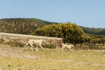 Extremadura