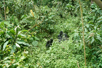 Mountain Gorillas at Bwindi Impenetrable Forest, Uganda