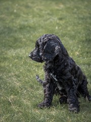 A small, cute, black cockapoo puppy sat outside on a patch of grass