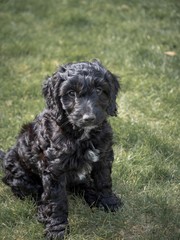 A small, cute, black cockapoo puppy sat outside on a patch of grass