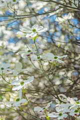 Flowering dogwood - Cornus florida, springtime