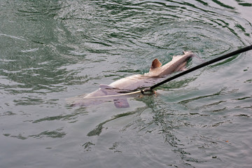 detail of sturgeon coming inside landing net
